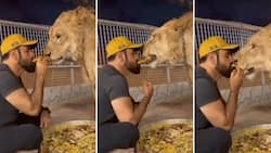 Brave man feeds dangerous chained lion food from his mouth in viral video with 2.1mil views: "Very risky"