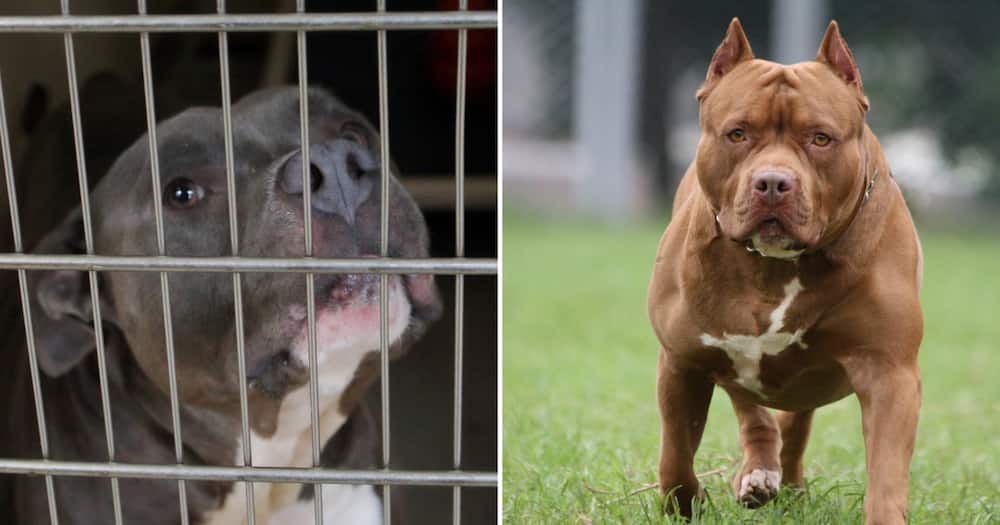 North West man mauled to death by pit bulls