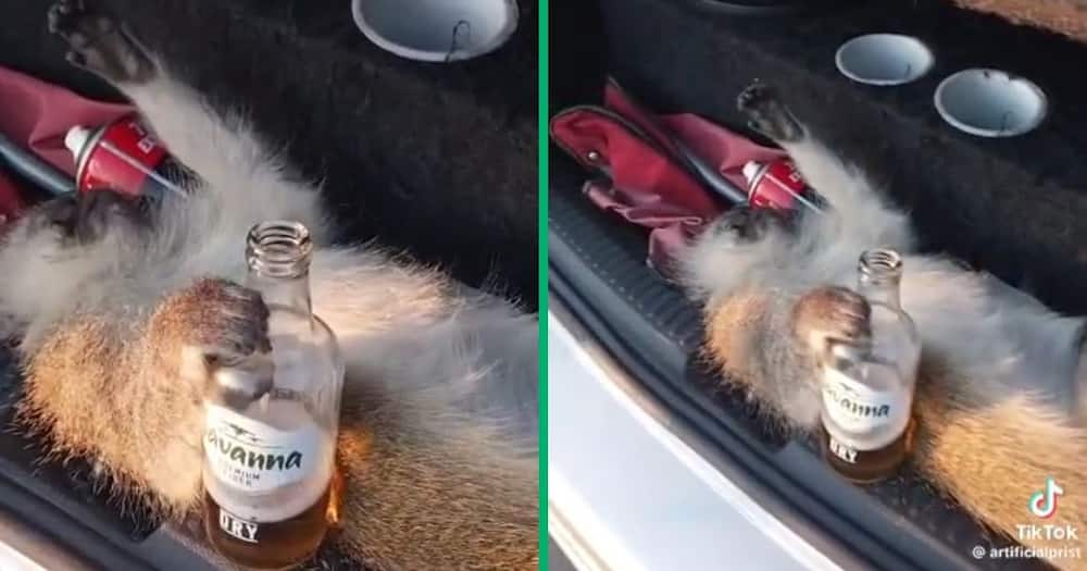 A drunk money passed out in a car boot