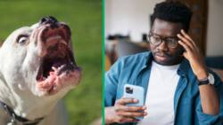 Fatal pit bull attacks rock West Coast community of Lutzville, SA horrified