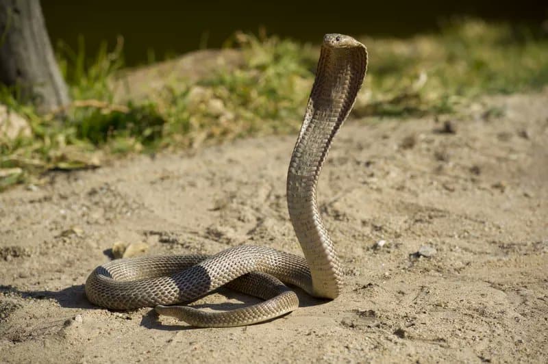 South African snakes