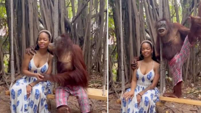 Smooth Orangutan treats one lucky lady like a queen at Safari World
