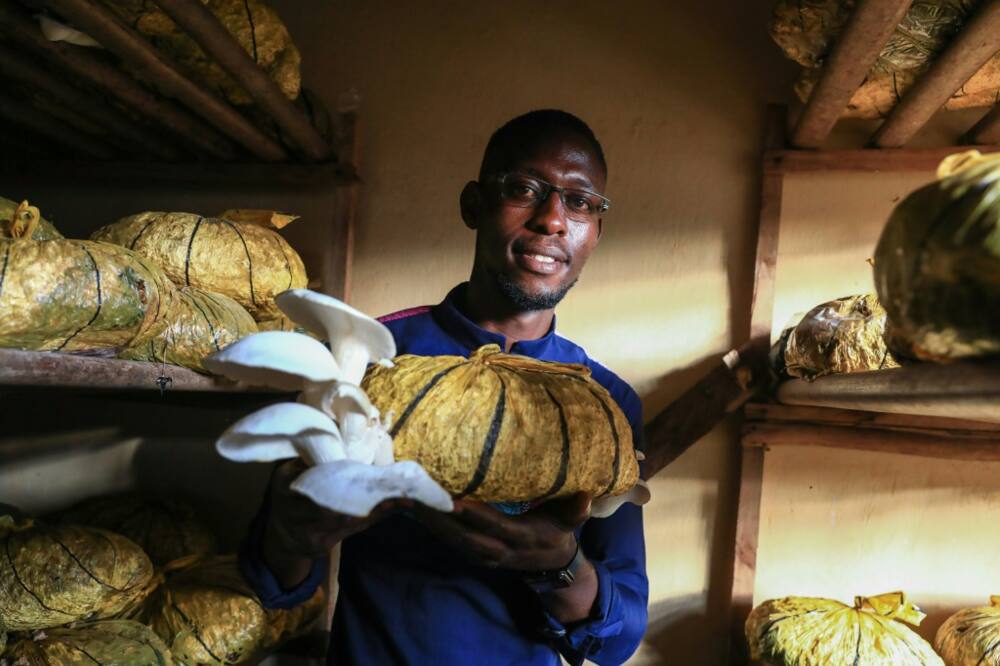 Fungiculture, or the cultivation of edible mushrooms remains very rare in Africa, despite the advantages of being almost free Fungiculture, or the cultivation of edible mushrooms remains very rare in Africa, despite the advantages of being almost free