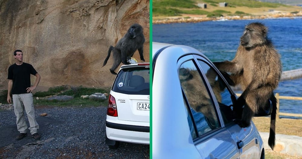 Cape Town fights baboon in TikTok video