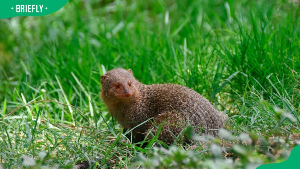 Indian grey mongoose in the grasslands