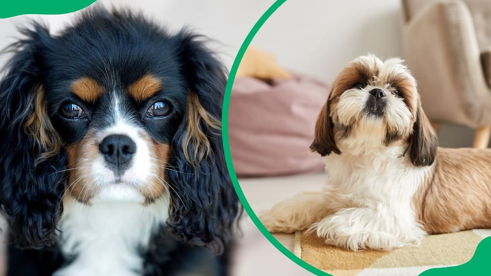 Best dog breeds for first-time owners