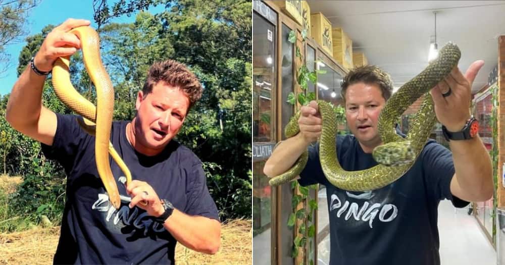 Dingo Dinkelman, SA YouTuber, Deadly Snakes, 5 nights, Social media reactions
