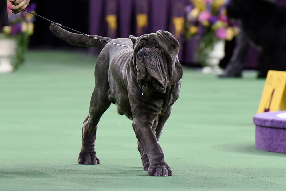 is the english mastiff legal in tunisia