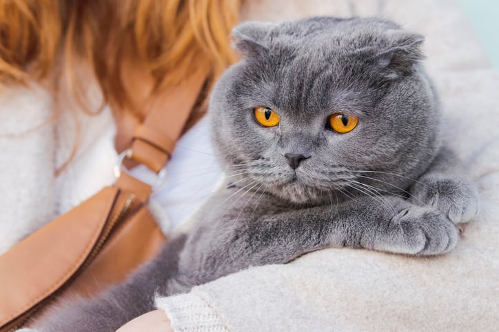 A grey, fluffy British shorthair cat resting in a woman's arms