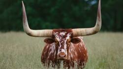 Ankole cattle in South Africa: Everything you need to know