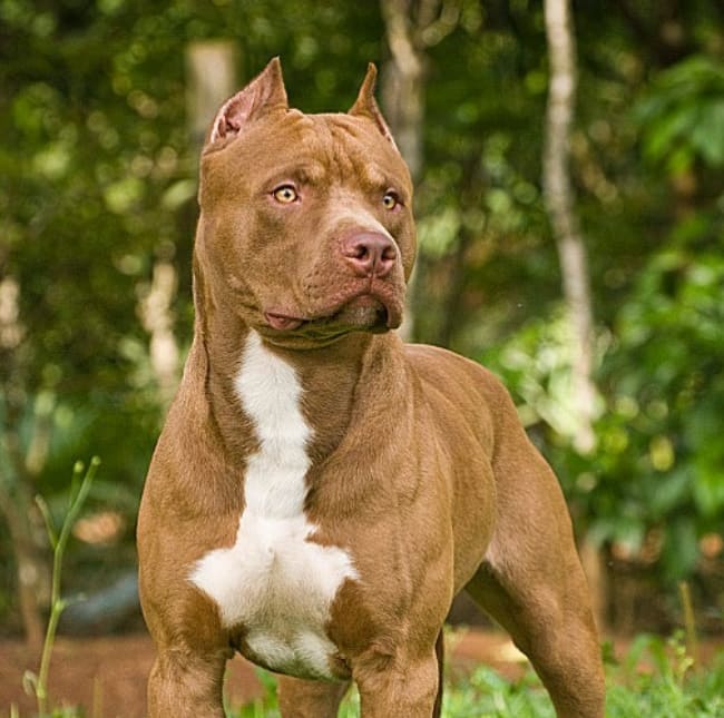 Here are the 25 most dangerous dogs in South Africa