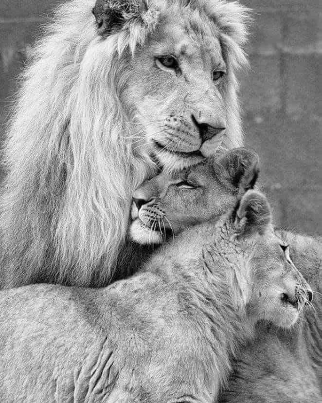 lion and safari park broederstroom