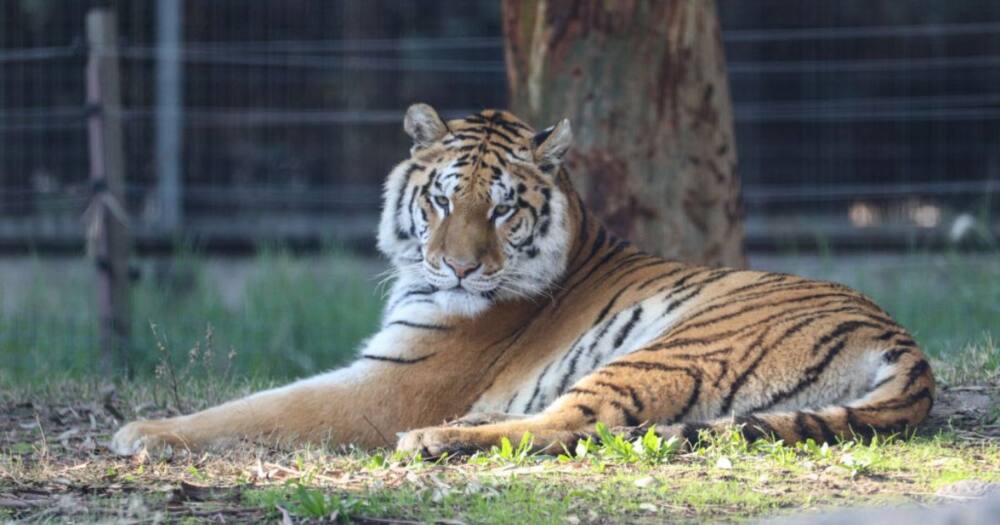 Escaped Tiger Sheba Back on the Johannesburg Streets After Brief Visit ...