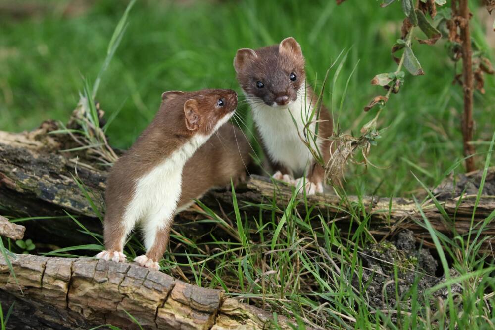 Two Stoats, Mustela Erminea, playing on a pile of logs at the British Wildlife Centre.