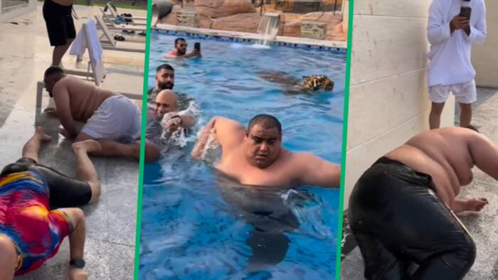 Video of men swimming with fully grown tiger goes viral, their sheer panic has people busting