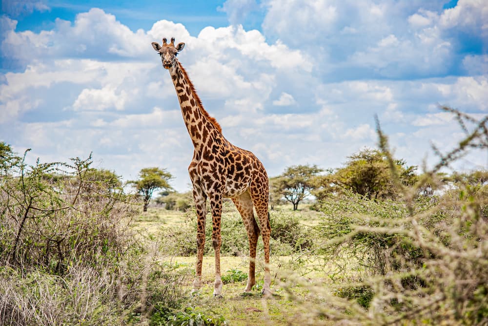 The Pretoria Zoo entrance fees The Pretoria Zoo entrance fees