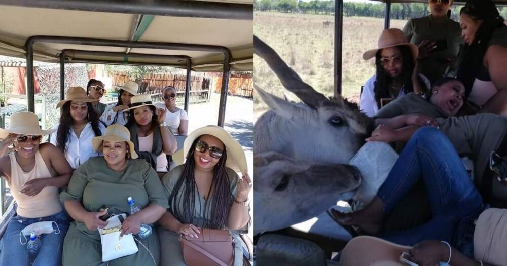 Safari vehicle, buck interrupts game drive