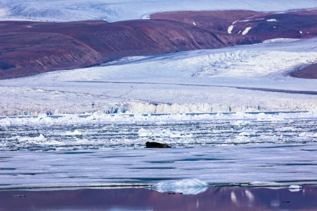 Greenland's frozen hinterlands are leaking ice faster than we thought