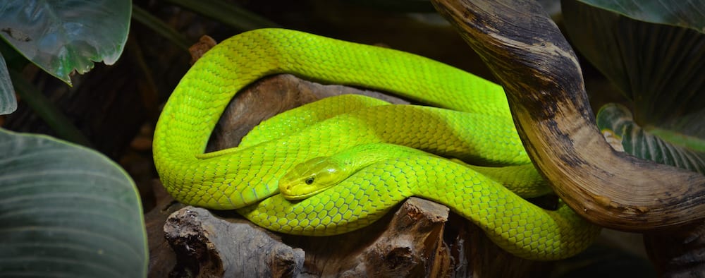 Eastern Natal Green Snake - African Snakebite Institute