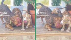 Video of "leopard pit bull" and his pups rocking gold chains infuriates TikTokkers