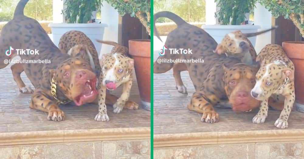 Video of leopard-looking pit bulls gets people talking online