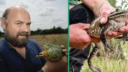North-West University researchers unveil new African bullfrog species in Namibia