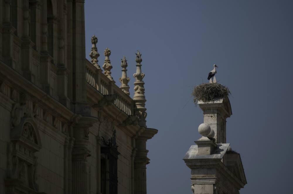 In Alcala de Henares near Madrid white storks have become a symbol of the town because they have become so numerous