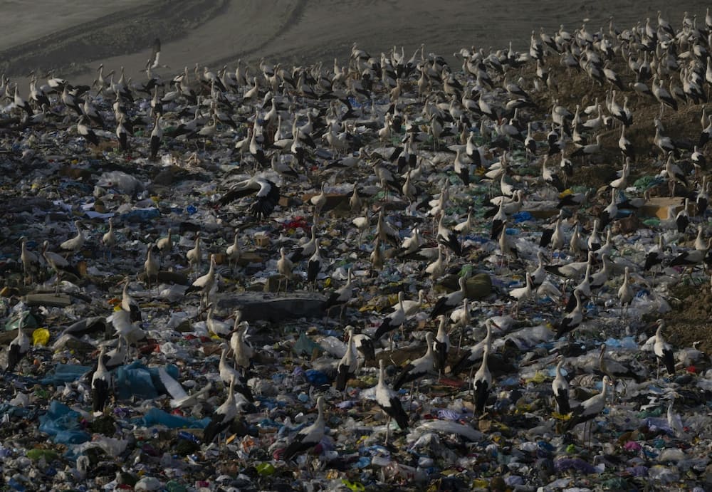 The municipality of Pinto is considering covering its landfill site to prevent storks from swallowing plastic and other potentially harmful items