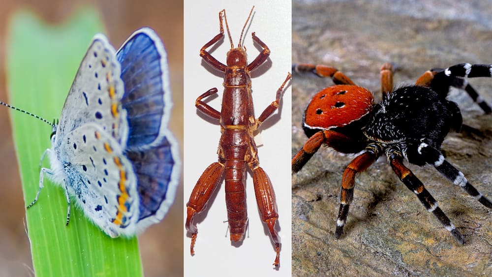 World's rarest insects