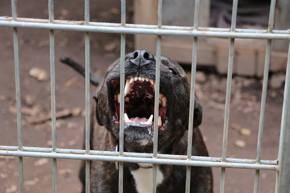 A pit bull baring its teeth is one of the signs that it might attack
