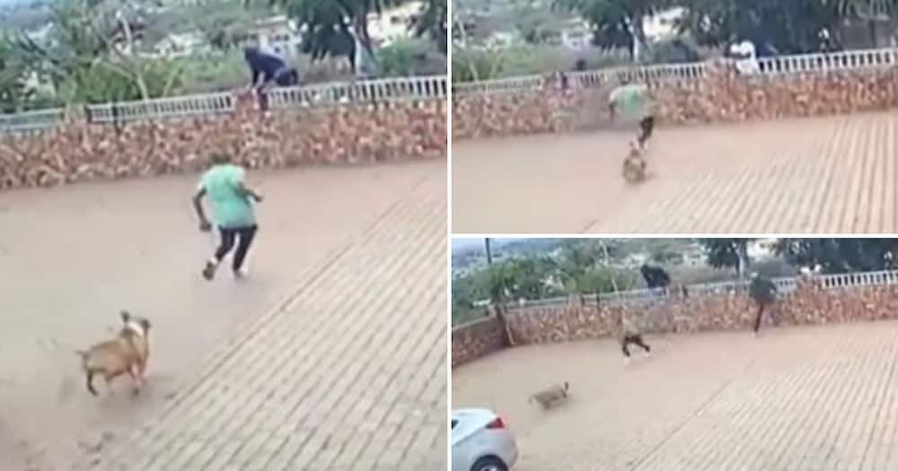 Robbers running away from protective dog