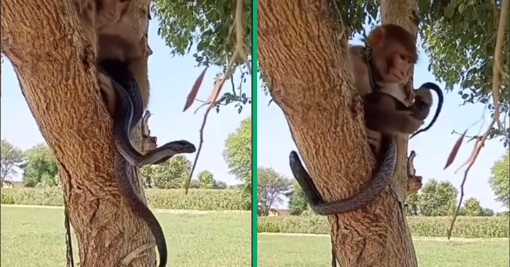 Video of girl fearlessly playing with giant snake shocks netizens