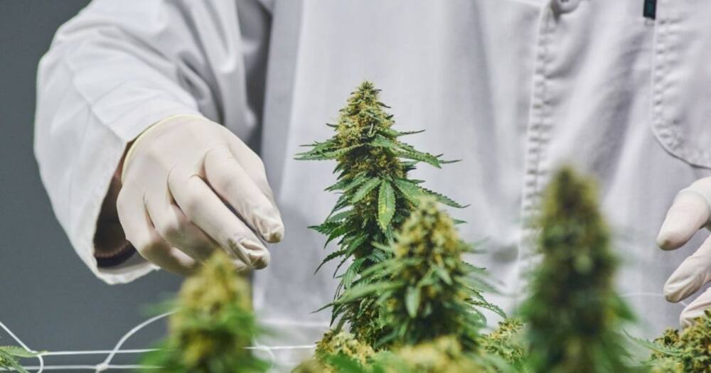 Labat Africa Group, cannabis, Frankfurt Stock Exchange, FSE, economy, business Labat Africa Group, cannabis, Frankfurt Stock Exchange, FSE, economy, business