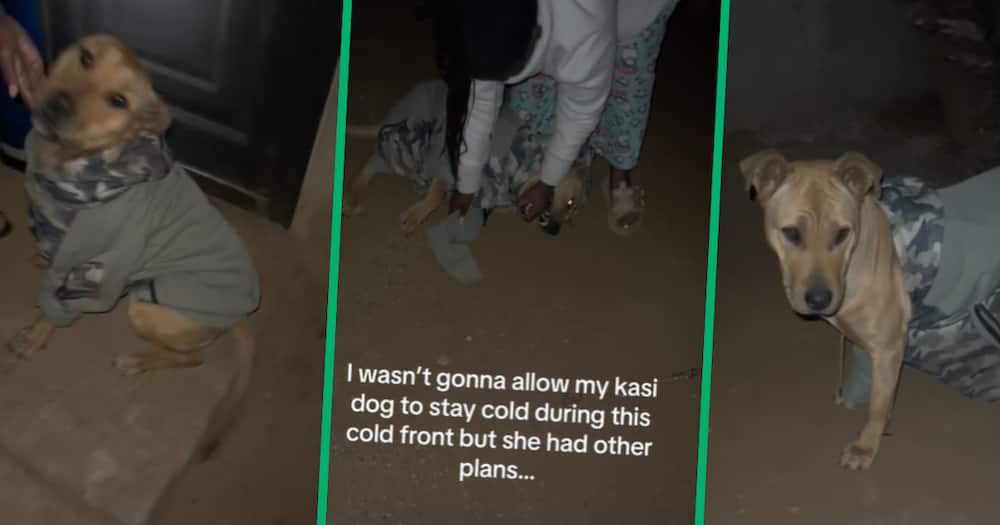 TikTok user @lebo555 shared a video showing her dog’s reaction to her attempt at keeping it warm