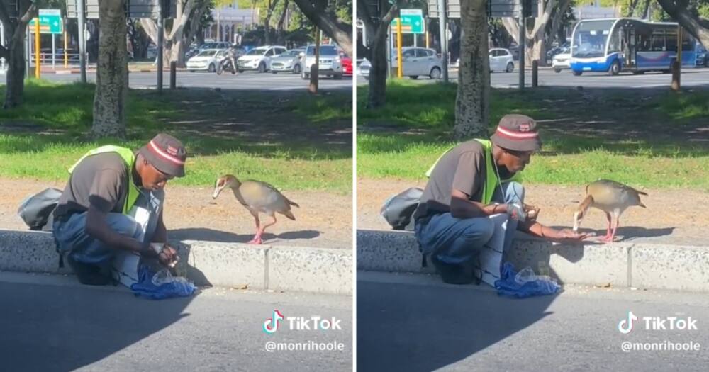 A Cape Town man fed a goose on the side of the street
