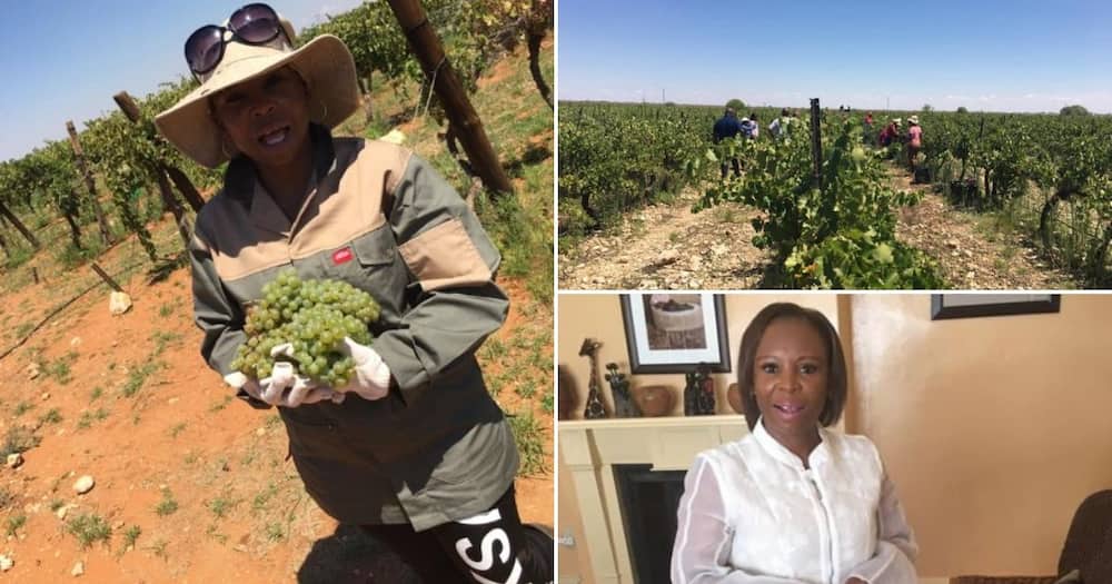 Female farmer takes neglected vineyard makes it successful business
