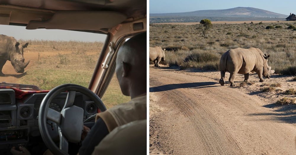 Rhino charges safari vehicle