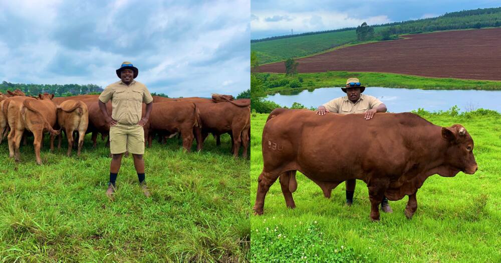 Young farmer shows off his cattle