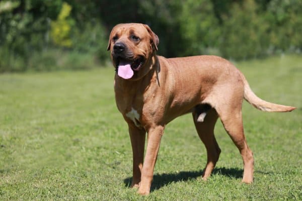 What is the strongest dog breed in the world?