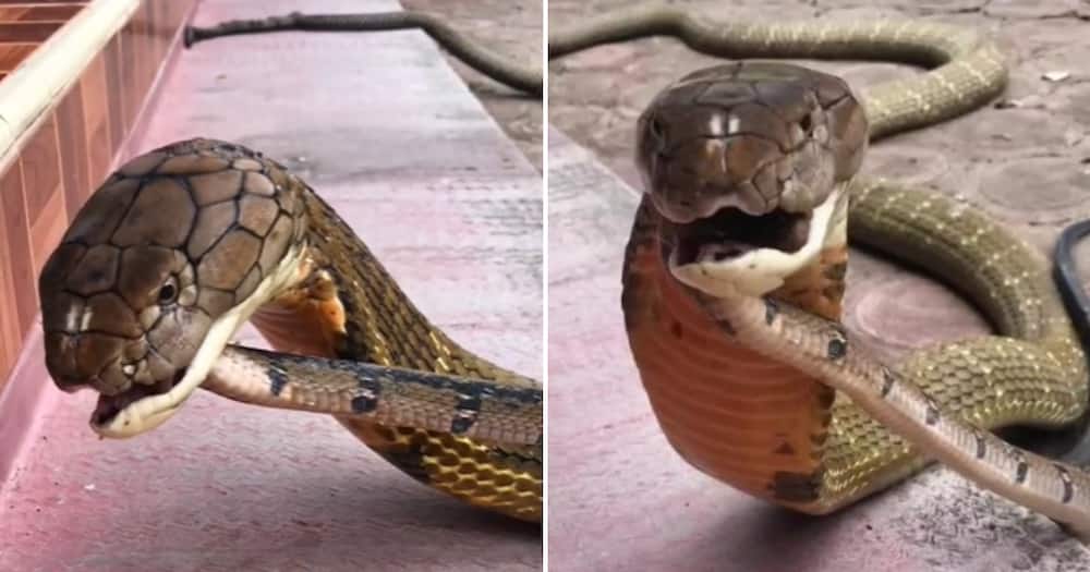 king cobra snake eating