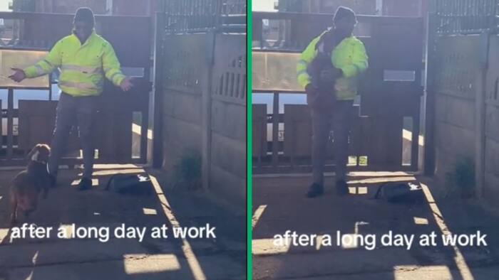 Pit bull’s joyful reunion with South Africans owner after work goes viral on TikTok