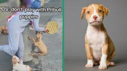 Pitbull puppies gone wild: Viral TikTok video shows boy terrorised during playtime