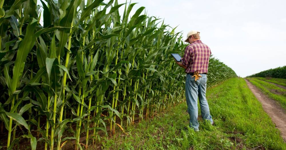 Male farmer