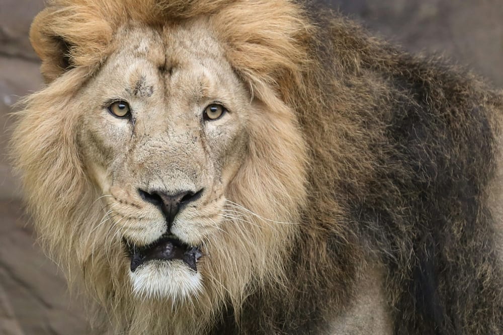 Bhanu the lion was given a CAT scan to determine the cause of his recurring ear infections