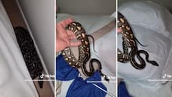Brave snake catcher finds big carpet python hiding under a pillow, close call leaves netizens feeling uneasy