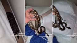 Brave snake catcher finds big carpet python hiding under a pillow, close call leaves netizens feeling uneasy