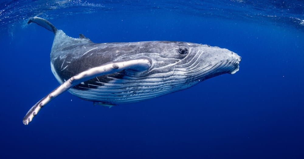 Shell, seismic blasting, whales, boycott