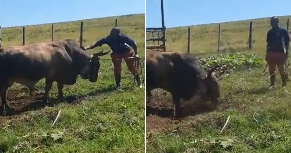 Zulu man tends to his bull