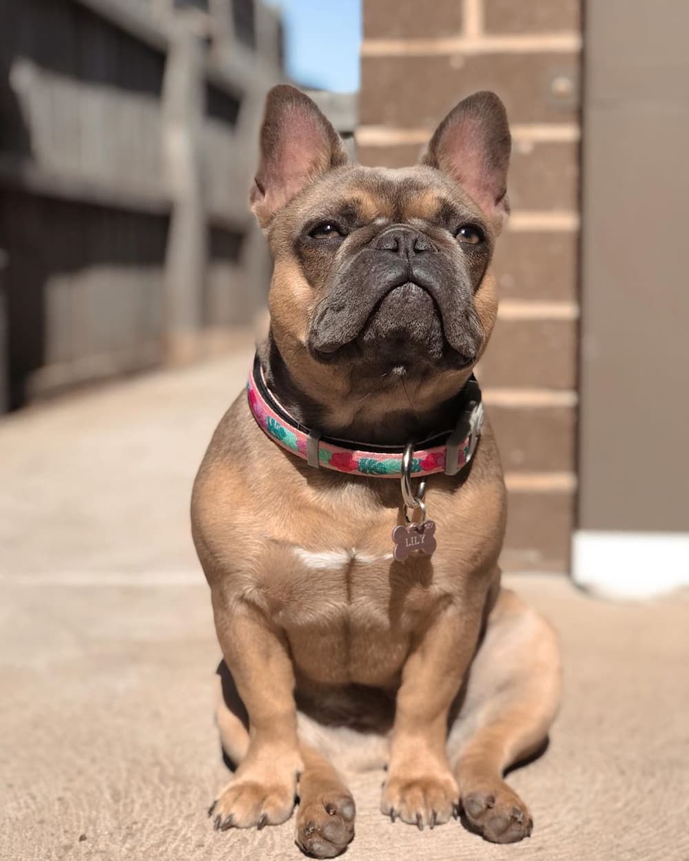 French Bulldog puppies for sale South Africa