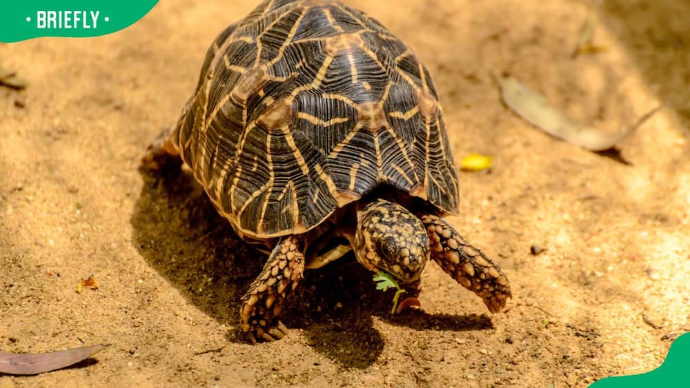 Indian star tortoise eating grass